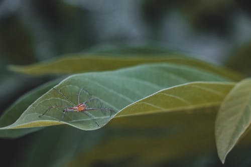 Free stock photo of insect, insect photography, insects