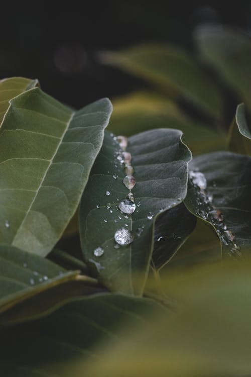 Free stock photo of green leaf, green leaves, water droplet