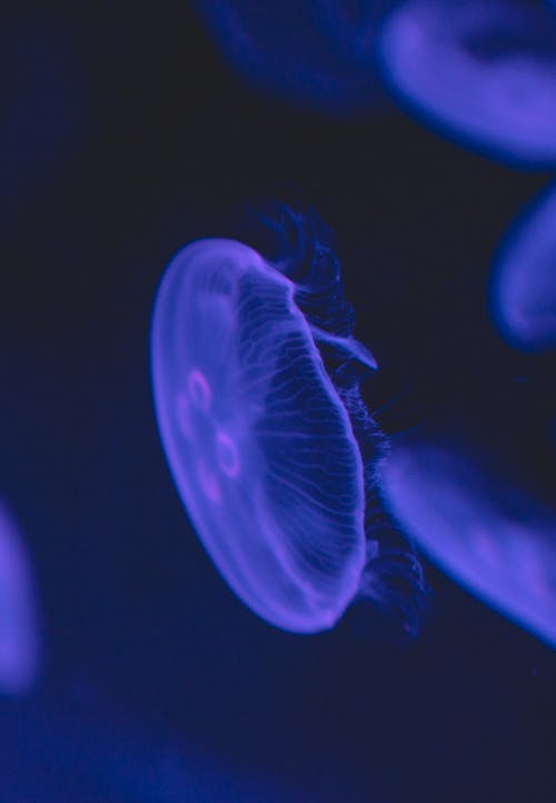 Free Close-Up Shot of a Blue Jellyfish Stock Photo
