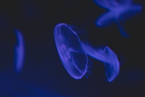 Free Close-Up Shot of a Blue Jellyfish Stock Photo