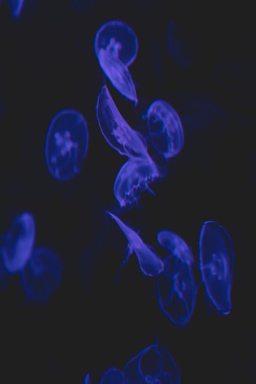 Foto stok gratis akuarium, akuatik, background hitam