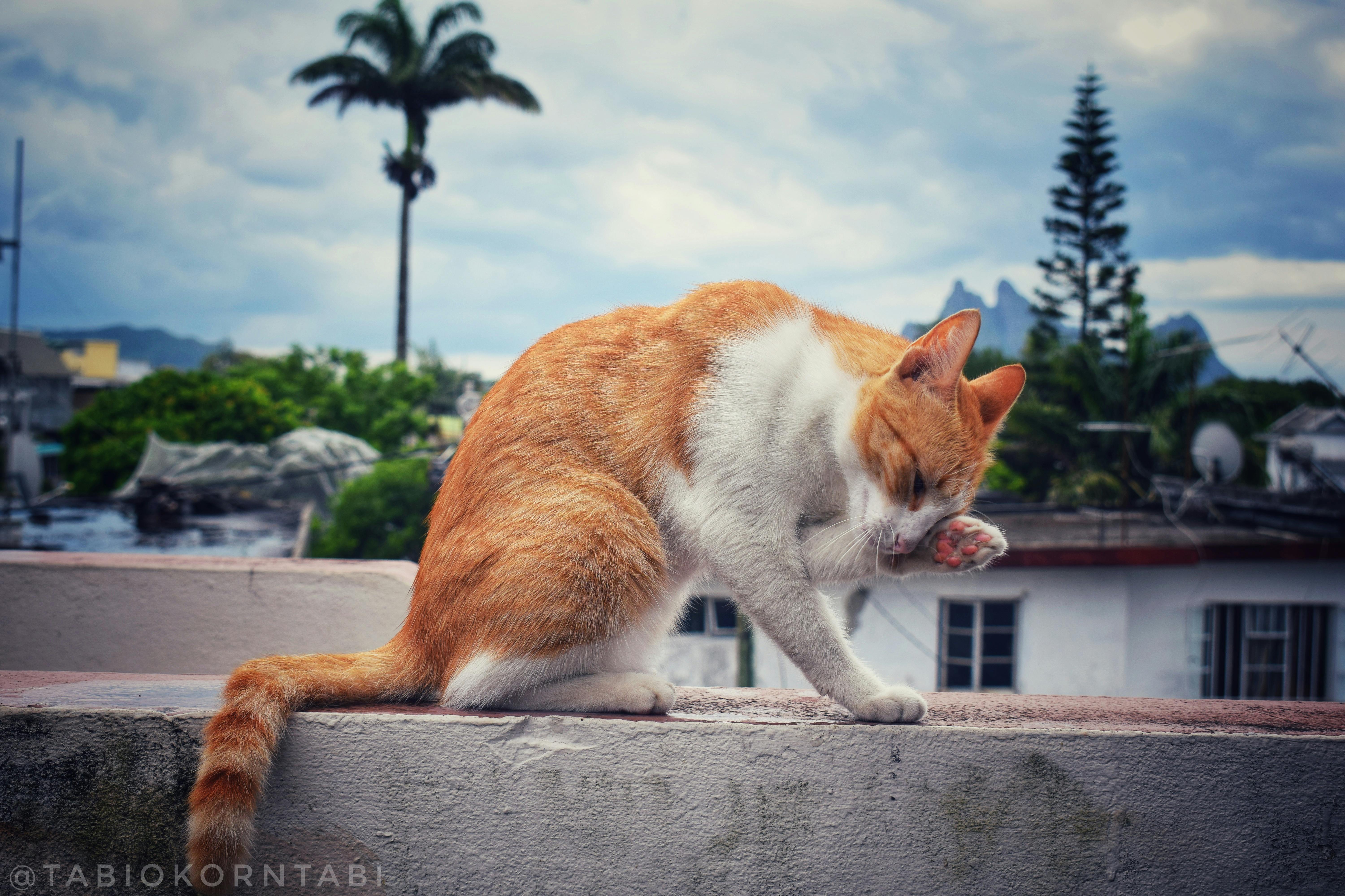 ネコ 可愛い 茶色の猫の無料の写真素材 ネコ 可愛い 茶色の猫の無料の写真素材