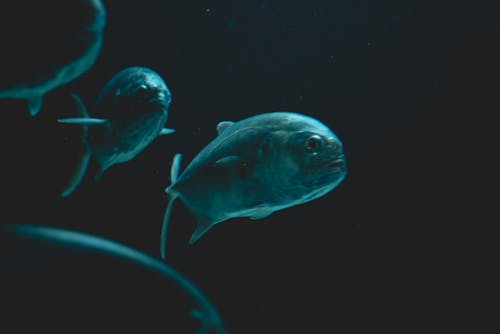 Close-Up Photo of Fish Underwater