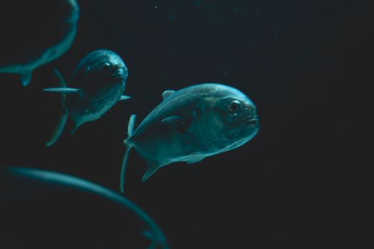Intriguing underwater scene featuring fish swimming in a dark marine environment.