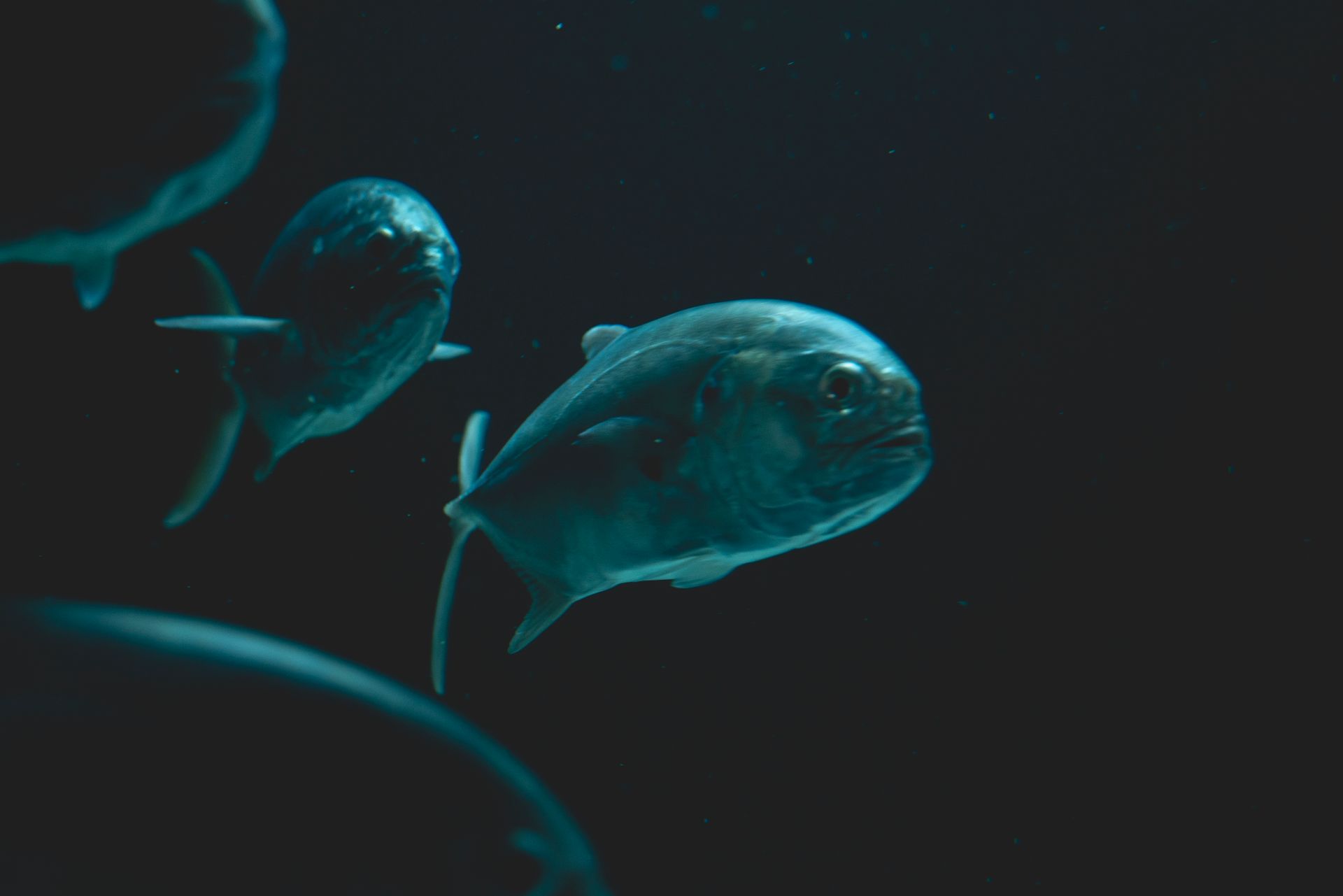 Underwater at Charles L. Brown