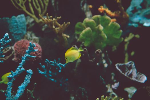 Close-up of a yellow tang fish amidst colorful coral reef in a marine habitat.