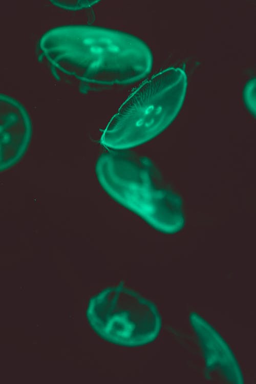 Free Close-Up Shot of Green Jellyfish Stock Photo