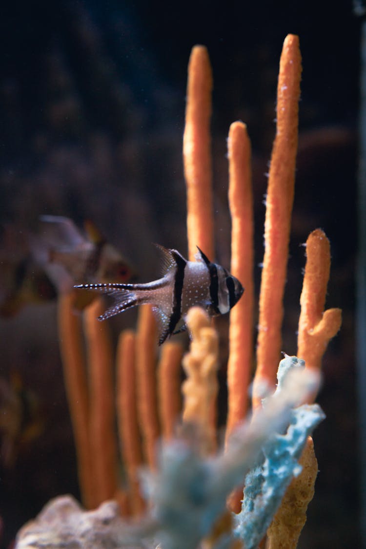 Close-Up Shot Of An Exotic Fish Swimming