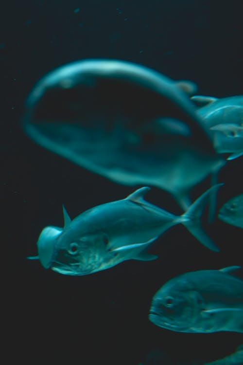 Close-Up Shot of Blue Fishes Swimming