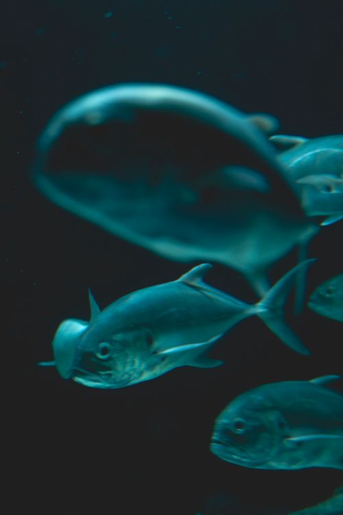 Free Captivating close-up image of exotic fish swimming in a dimly lit aquarium. Stock Photo