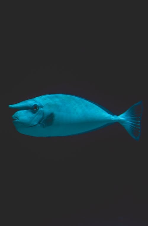 Close-Up Shot of a Blue Fish Swimming
