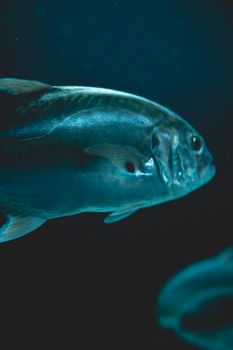 Detailed view of a fish swimming in a vibrant blue underwater aquarium setting.