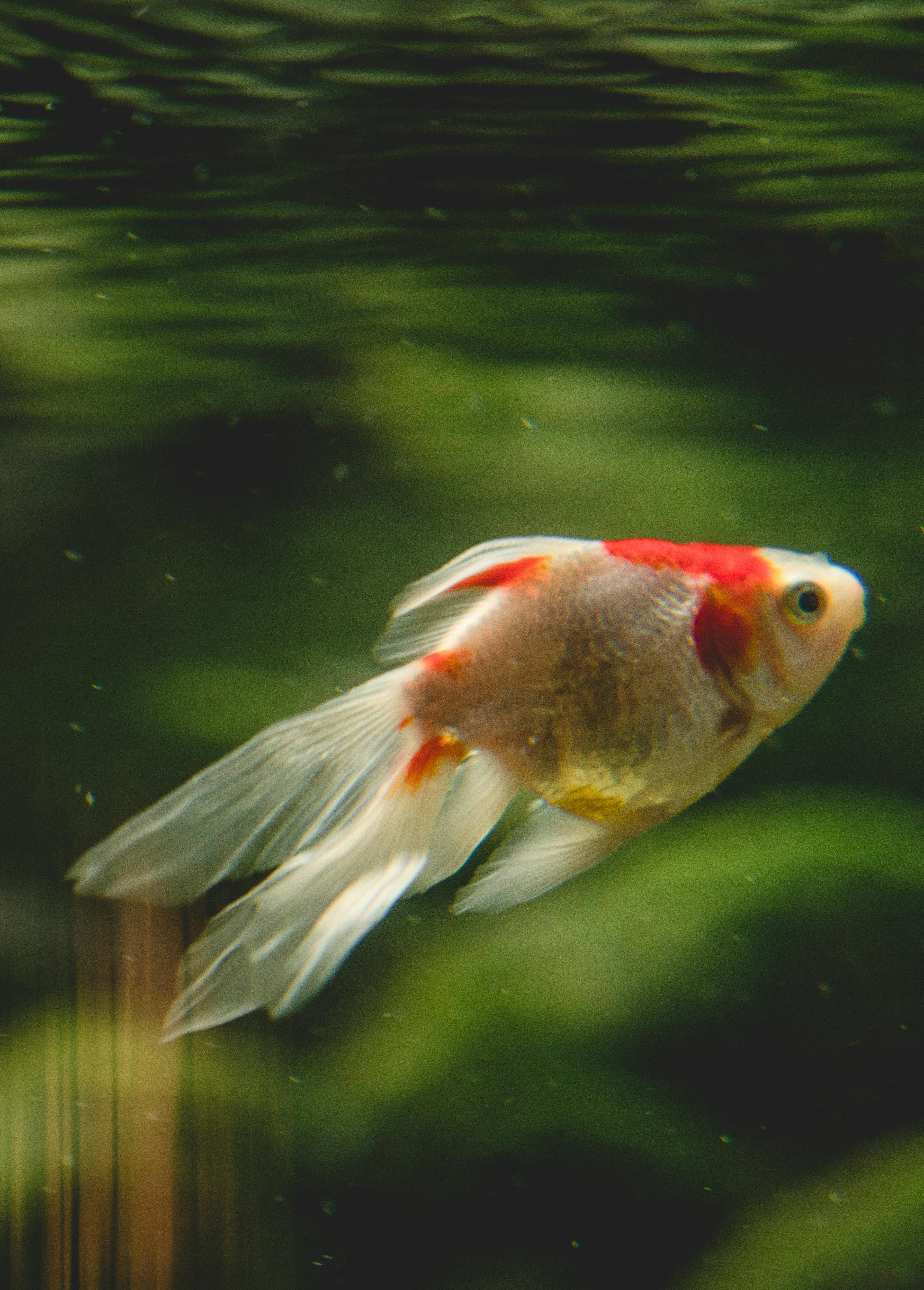 Close-up of a colorful goldfish swimming gracefully in an aquarium.