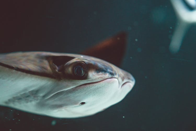 Close-Up Shot Of A Stingray