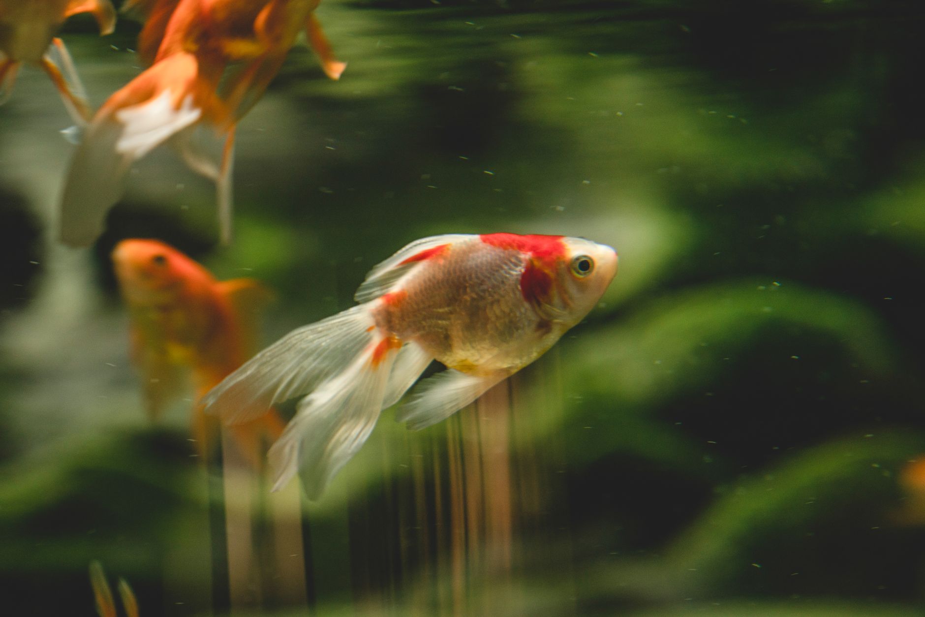 Colorful goldfish captured in stunning close-up highlight aquatic beauty.