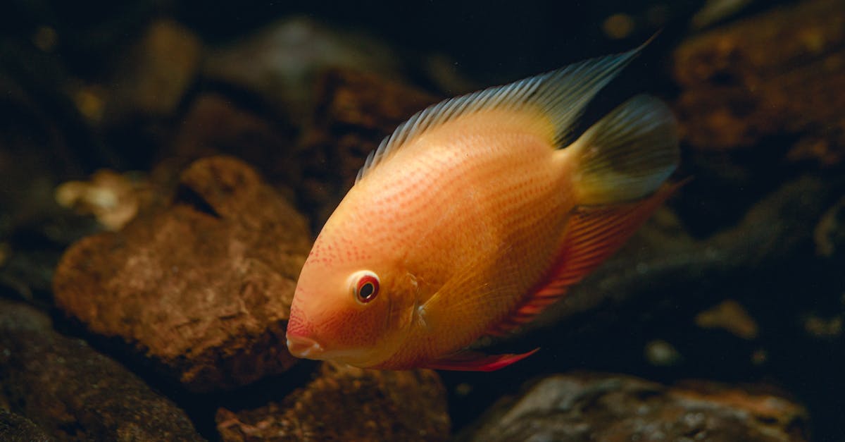 The State of Lake Fishing: Opportunities and Challenges Ahead