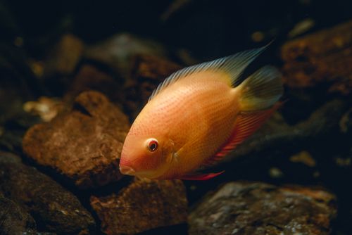 Free A vivid close-up of a colorful fish swimming among rocks in an aquatic setting. Stock Photo