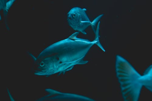 Close-Up Shot of Blue Fishes Swimming