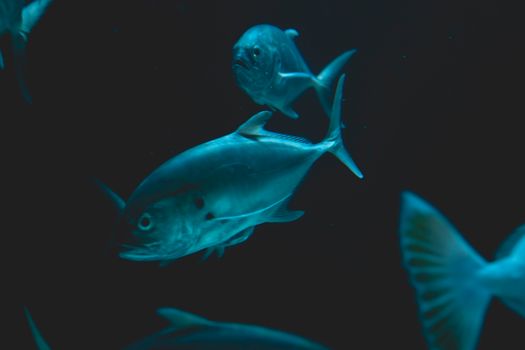 A beautiful close-up shot of exotic marine fish swimming gracefully in the dark ocean waters.