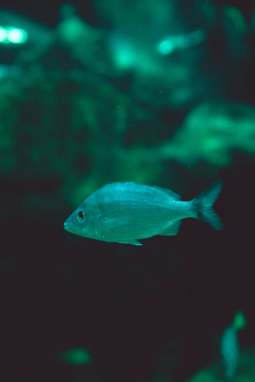 Close-Up Shot of a Green Fish Swimming