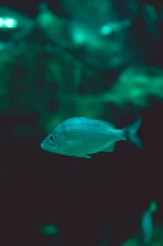 A breathtaking close-up of an exotic fish swimming in a deep, aquatic environment.