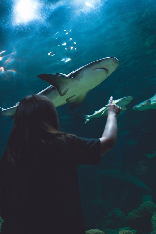 Free Person in a Black Shirt Pointing Finger on Sharks in an Aquarium Stock Photo