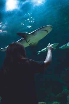 A person points at sharks swimming in a large aquarium tank with marine life.