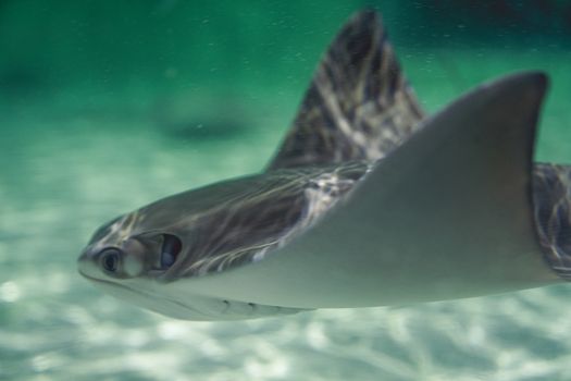 Close-up of a stingray gliding through clear water, showcasing marine wildlife beauty.