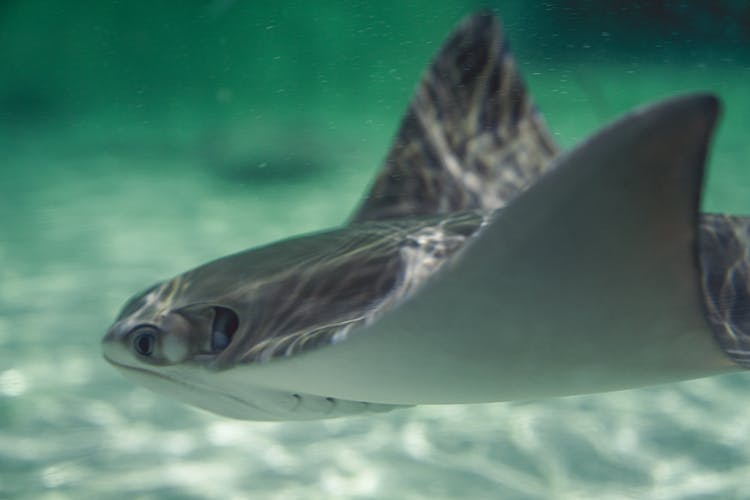 Close-Up Shot Of A Stingray