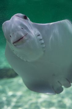 A detailed close-up of a stingray swimming gracefully in clear water, showcasing its unique facial features.