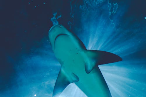 Close-Up Shot of a Shark