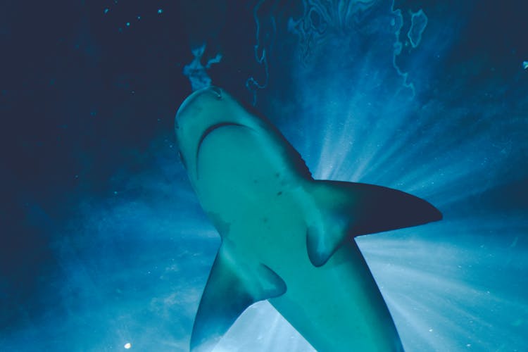 Close-Up Shot Of A Shark