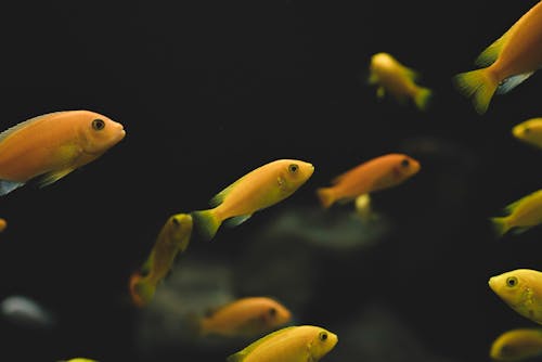 Kostenlos Kostenloses Stock Foto zu aquarium, fische, gelb Stock-Foto