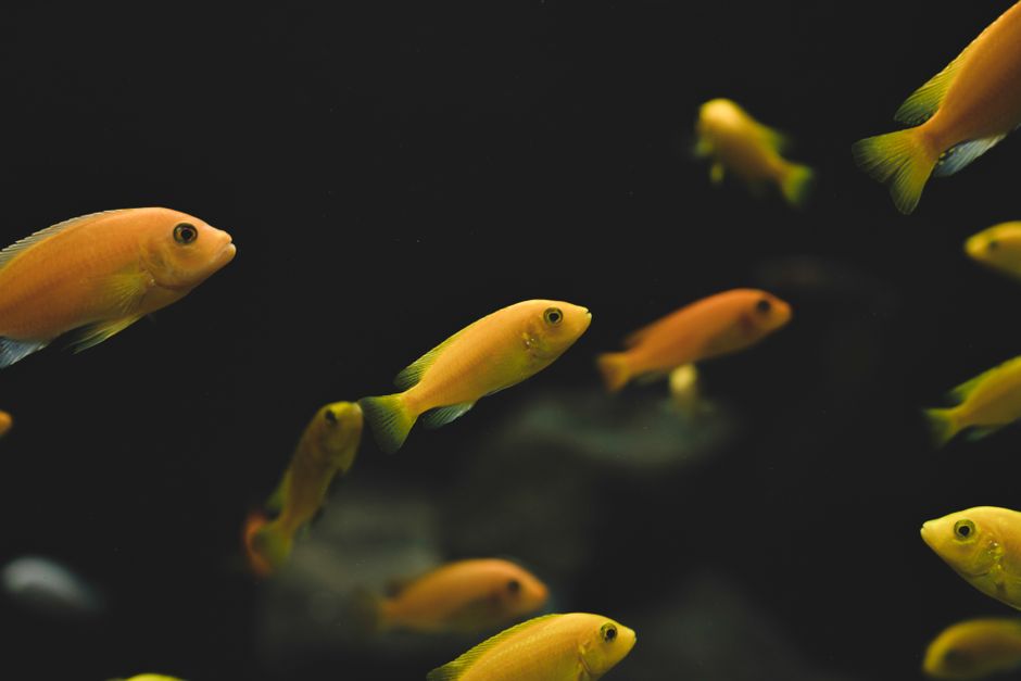 A school of vibrant yellow fish swimming gracefully underwater, showcasing aquatic life.