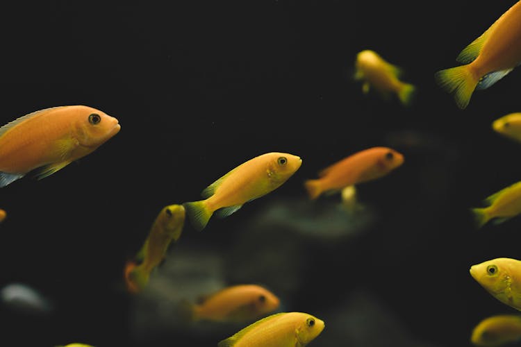 Yellow Fishes Underwater