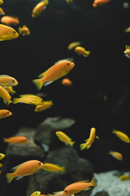 Vertical Shot of Fishes in an Aquarium