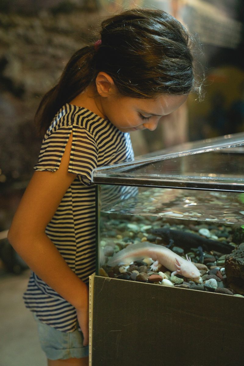 A child looking down at an axolotl in a tank