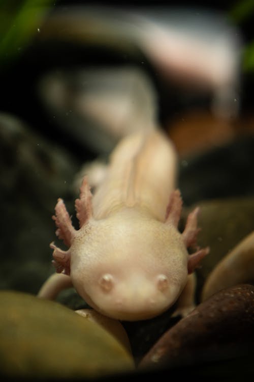 An Axolotl in Close-Up Photography