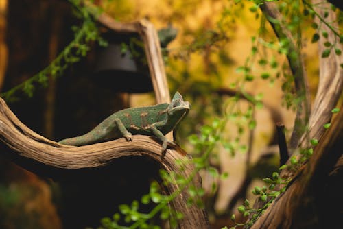 Close-Up Shot of a Chameleon Perched on a Tree Branch