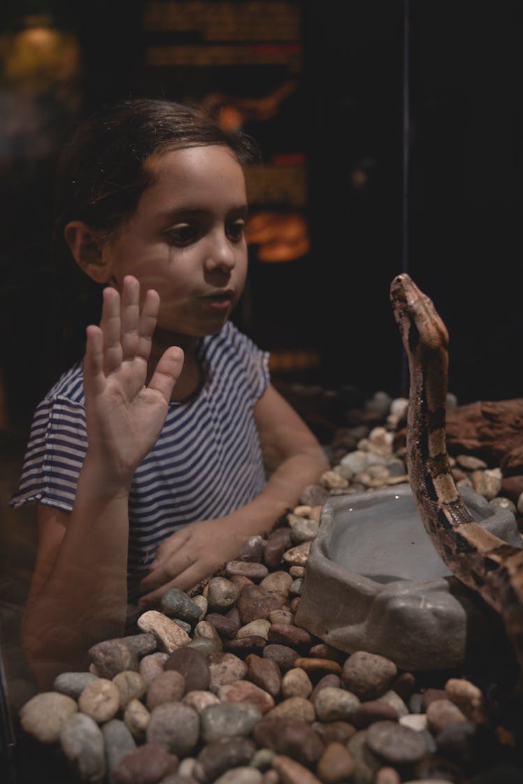 Girl Watching The Snake In Vivarium