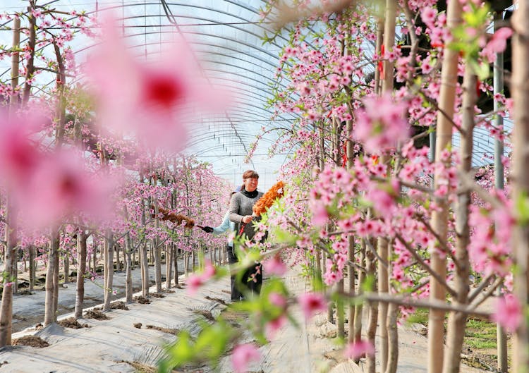 People Working In Sakura Garden