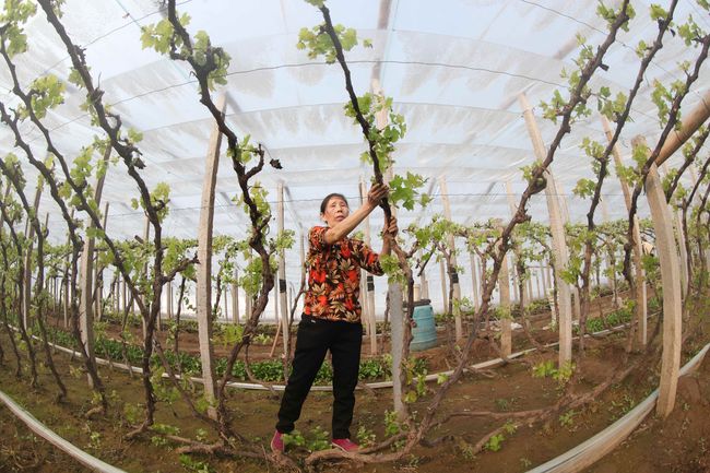 Trabajo técnico en cultivo