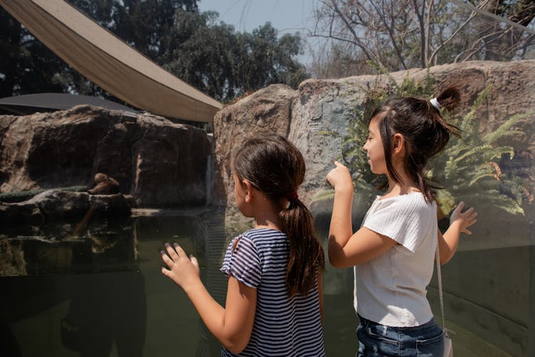 Girls Looking Through The Glass In A Zoo