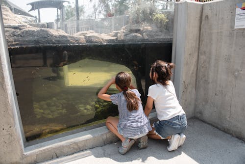 무료 동물원, 보고 있는, 수족관의 무료 스톡 사진