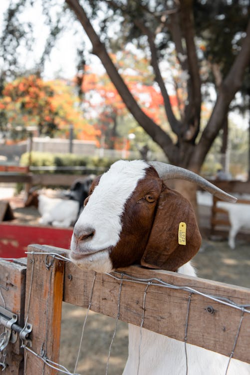 Goat Behind Wooden Fence