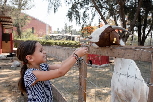 A Girl Feeding a Goat