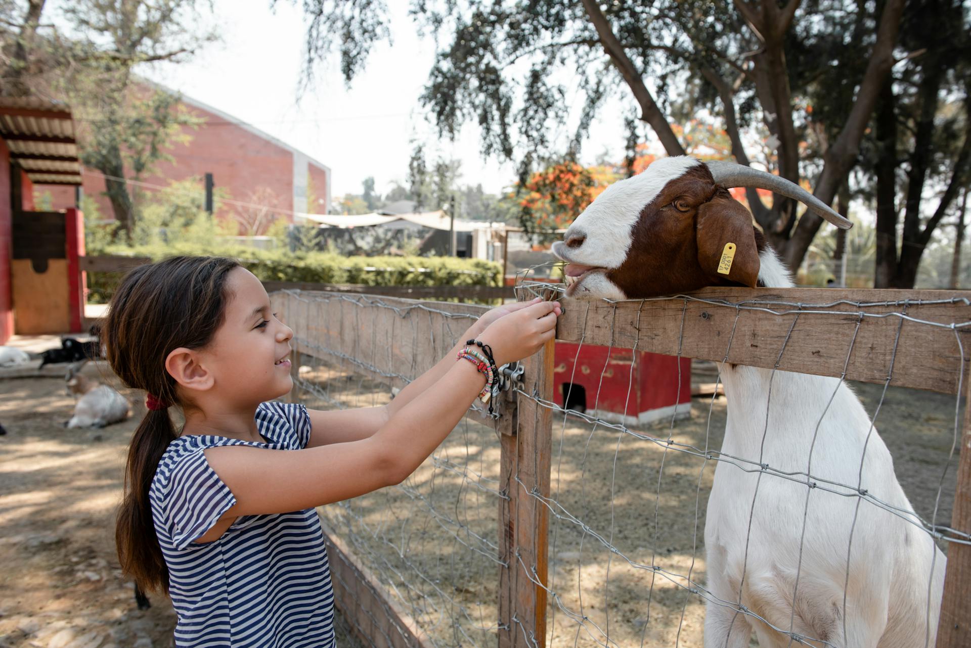 A Girl Feeding a Goat