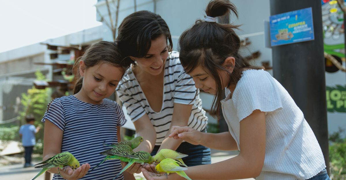 A woman and two girls feed colorful parakeets at an outdoor aviary.