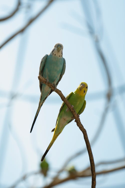 Free Darmowe zdjęcie z galerii z fotografia ptaków, papuga, papugi Stock Photo
