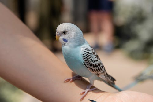 Free Close-Up Shot of a Macaw Perched on a Hand Stock Photo